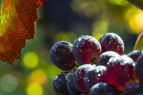 Pinot-noir   JEC1801