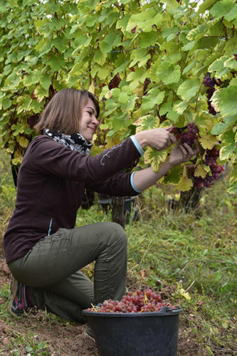 Ingersheim, Catherine-Hirsinger-du-domaine-de-l'envol    JEC1645