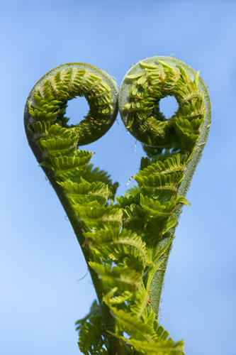 Coeur-de-fougères   JEB0963