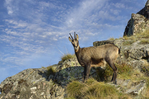 Sur-les-pentes-du-Hohneck   JEB9951