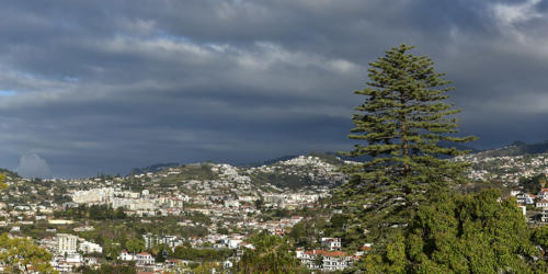 Sur-les-hauteurs-de-Funchal   JEA4101