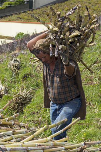 Récolte-de-la-canne-à-sucre   JEA4146-4373 