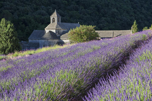 L'abbaye-de-Senanque   JEB3914