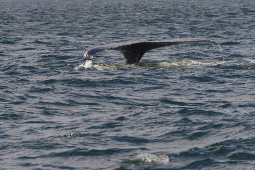 Rorqual-à-bosse   JPG7104