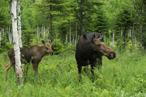 Orignal, parc-national-de-la-Gaspesie   JPG8311