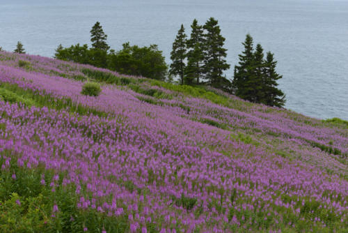Des-épilaubes-par-milliers  JPG8532