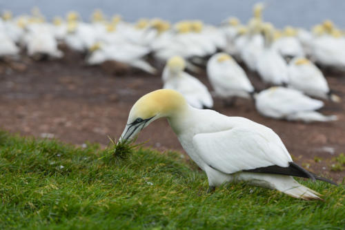 Ile-de-Bonaventure, fou-de-bassan 2   JPG8690
