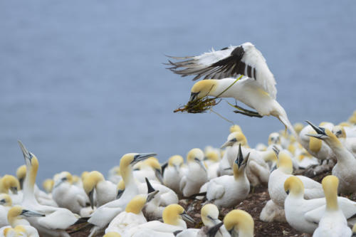 Ile-de-Bonaventure, fou-de-bassan 3   JPG8780