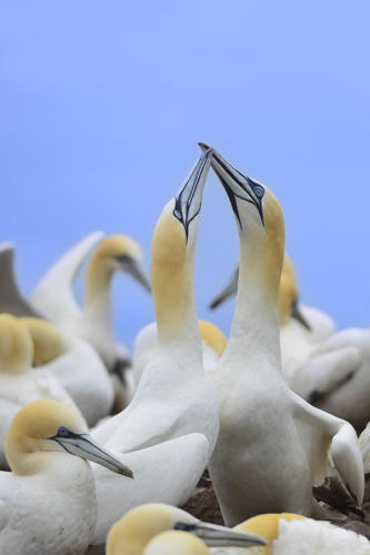 Ile-de-Bonaventure, fou-de-bassan 1  JPG8864b