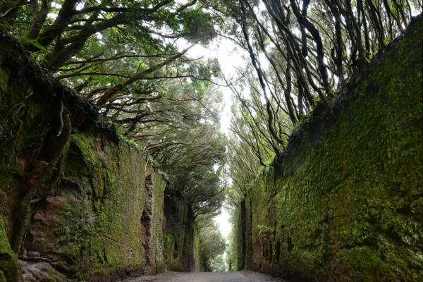 Camino-Viejo-al-Pico-del-Ingles   JJN6232