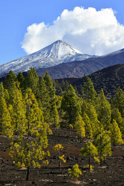 El Teide   JJN6334